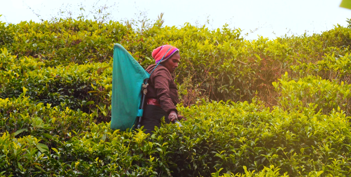 Voyage à Nuwara Eliya : une cueilleuse à l'oeuvre